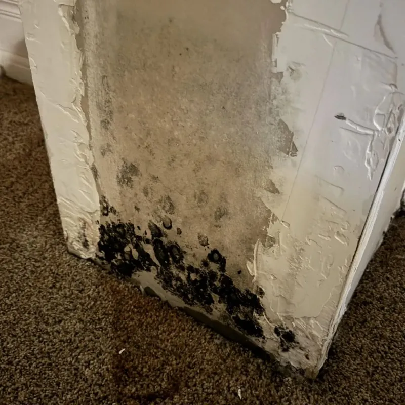 Professional Mold Removal in Bradford, RI